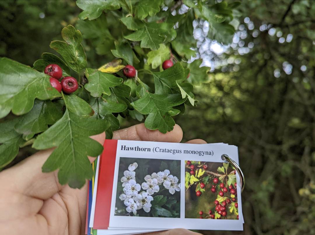 Tree Identification Cards - Image 3